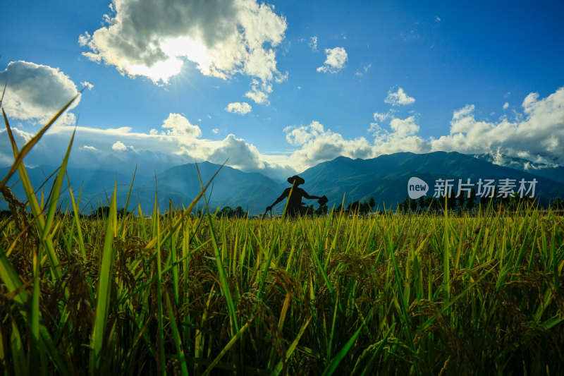 阳光下的稻田稻穗特写