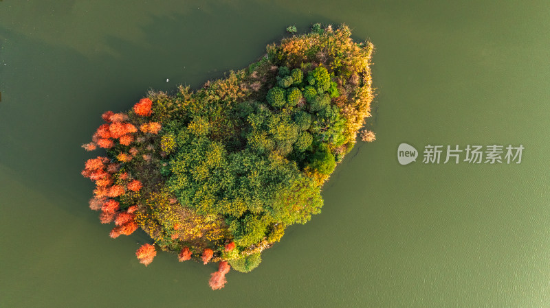 秋天阳光下桂林山水公园湖心小岛上的红杉