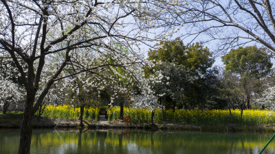 杭州阿里巴巴西溪园区春天风光