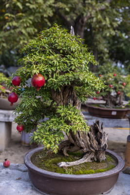 四季花卉盆景