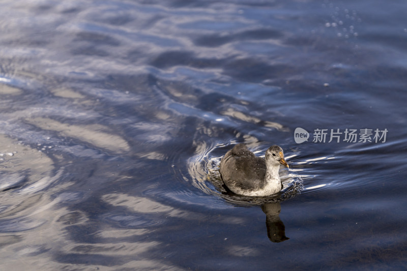 若尔盖花湖景区湿地里的骨水鸡幼鸟