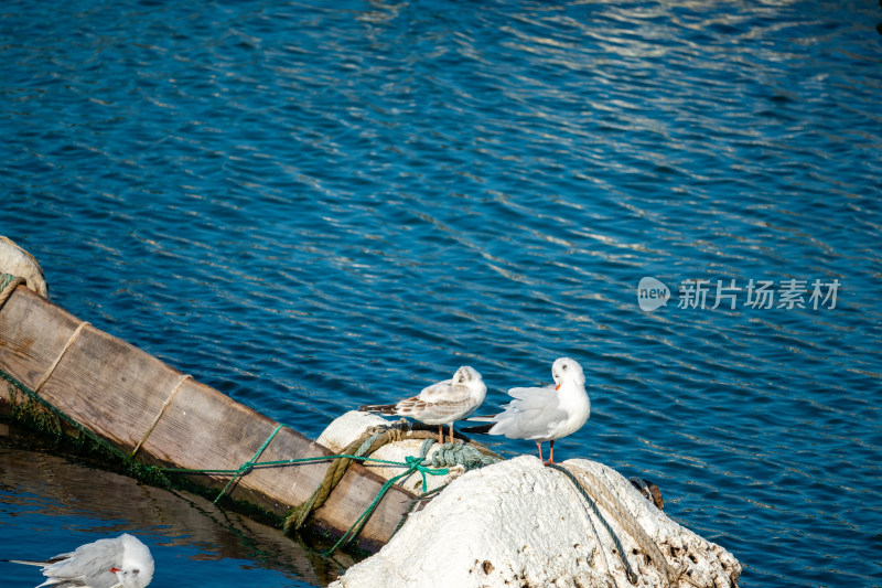 山东青岛积米崖港红嘴鸥