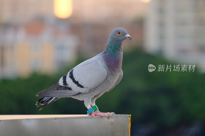 鸽子鸽子