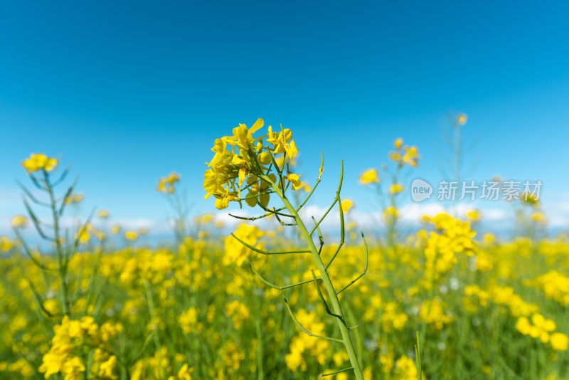 青海湖油菜花