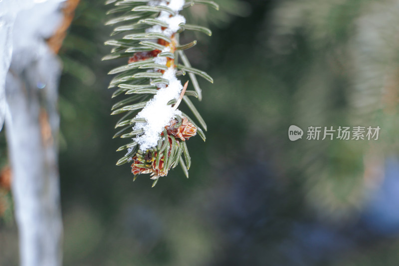 带雪的松树枝特写