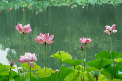 北京圆明园荷花