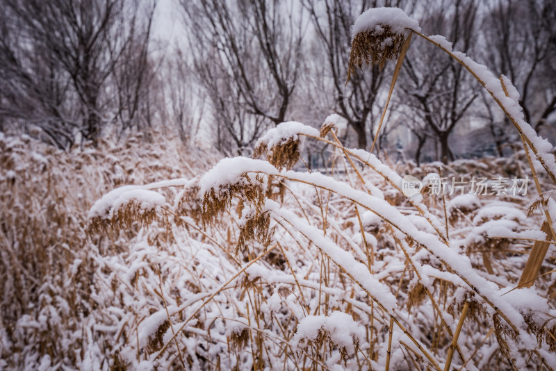 下雪了城市公园自然风景