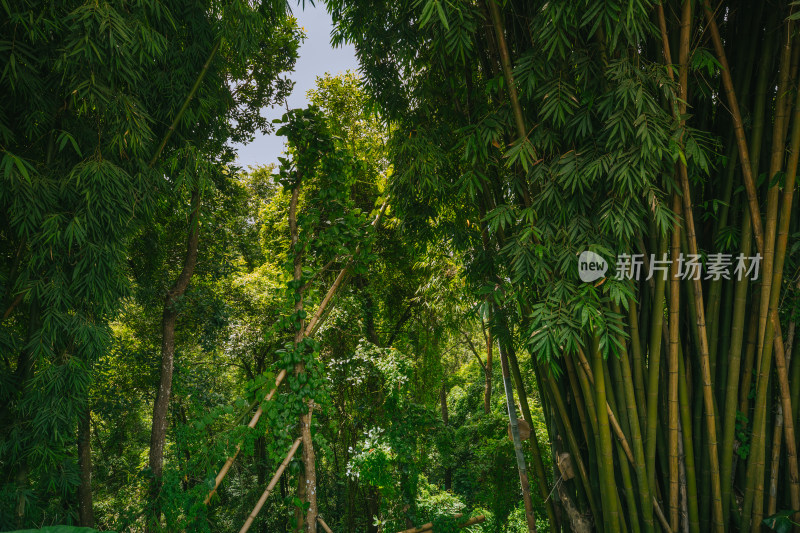 茂密竹林自然风光