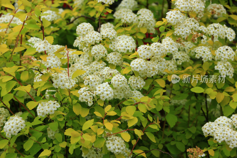 绣线菊白色小花