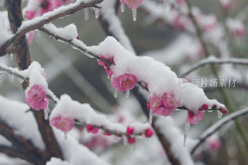 武汉东湖梅园雪中梅花盛开