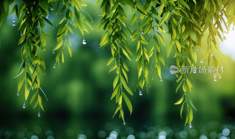 雨后垂柳柳枝水滴柳树宁静唯美背景