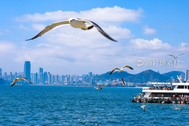 大连海边海鸥