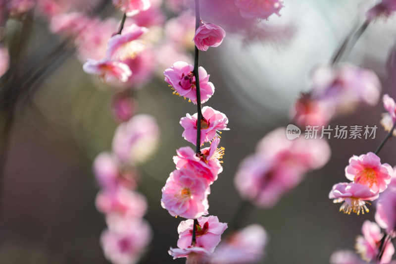 春天梅花龙梅树开花了