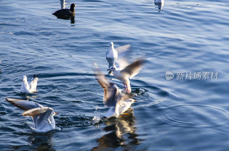 云南丽江泸沽湖海鸥水鸟野生动物