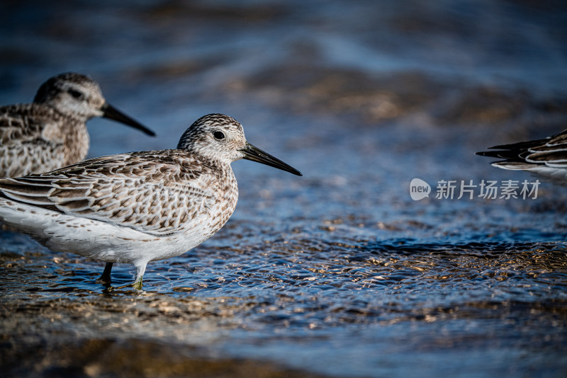 海鸥红嘴鸥