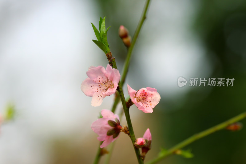 广州白云山盛开的桃花