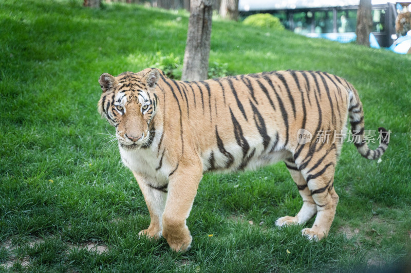 老虎西伯利亚虎在草坪行走