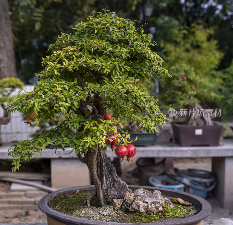 四季花卉盆景格桑花