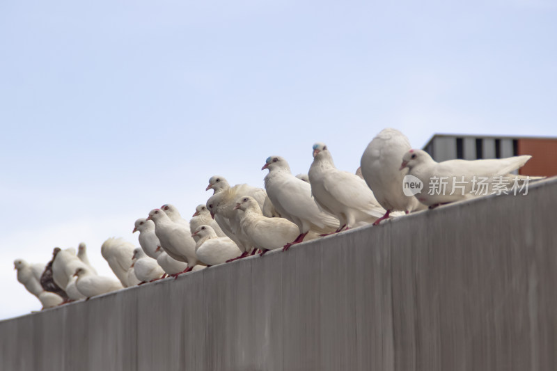 广场上打工的鸽子