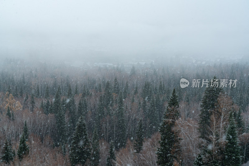 大雪纷飞的新疆阿勒泰禾木村树林