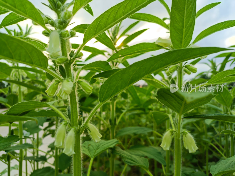 夏天成熟的芝麻籽苗杆植物特写自然