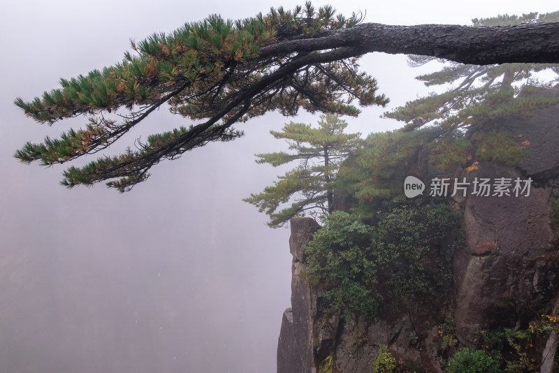 云雾下，安徽黄山的松树风景