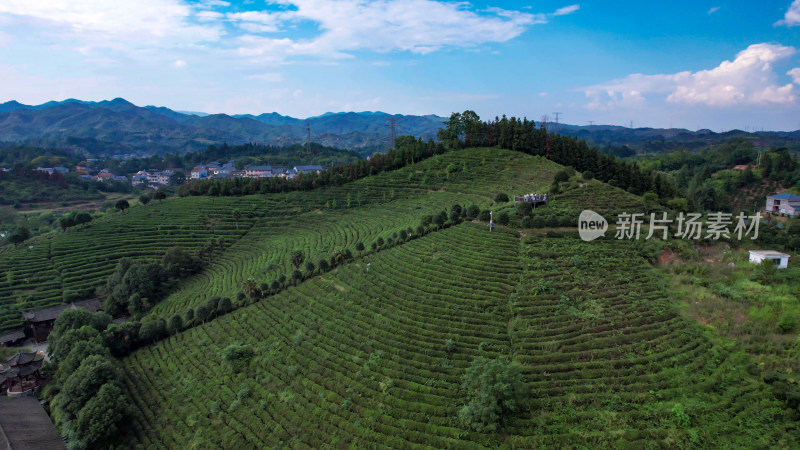 绿色茶园茶叶种植基地航拍