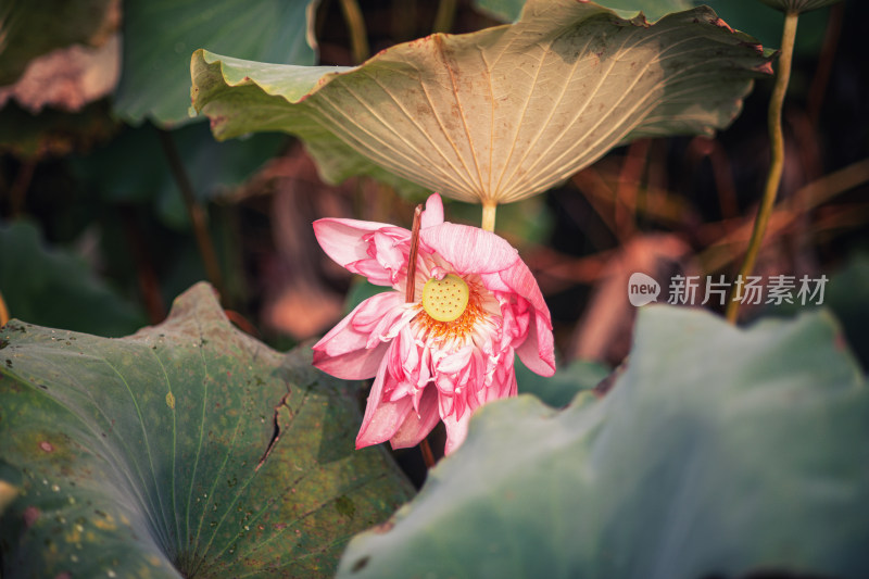 夏天雨后的荷花挂满水珠