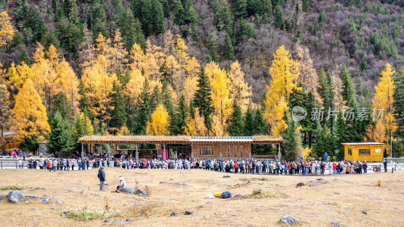 四川阿坝四姑娘山双桥沟景区的秋色正浓