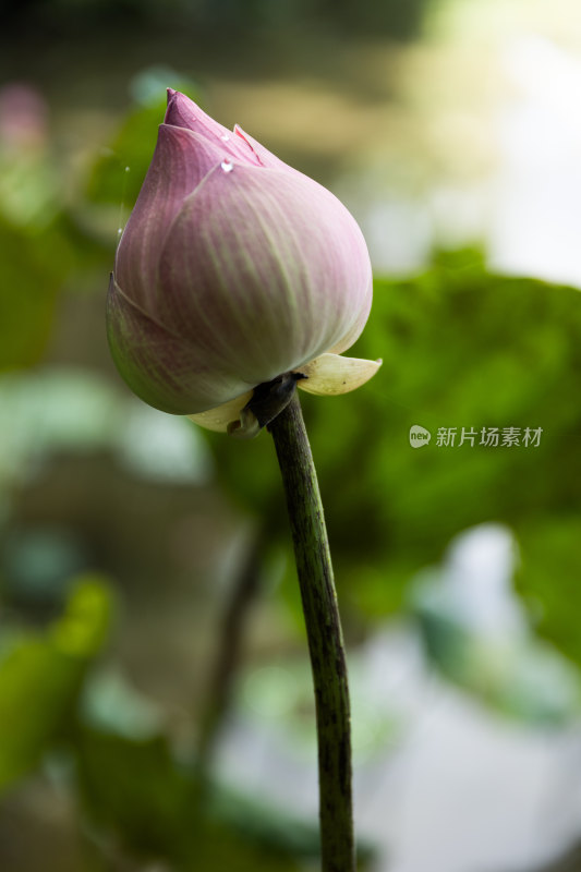 含苞待放的荷花特写