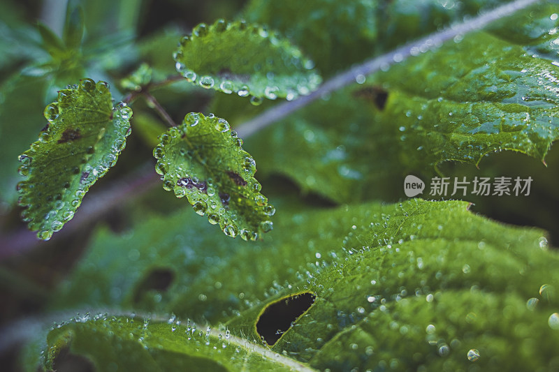 夏天雨后清晨的绿叶