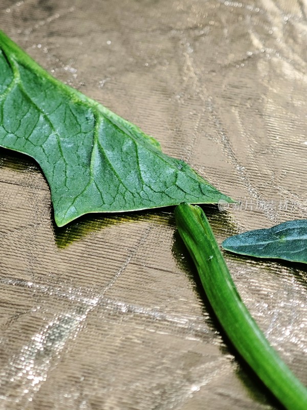 新鲜菠菜叶特写