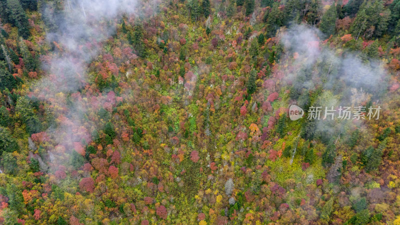 阿坝州黄龙风景名胜区秋色