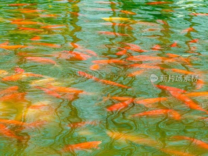 水中成群游动的红色锦鲤