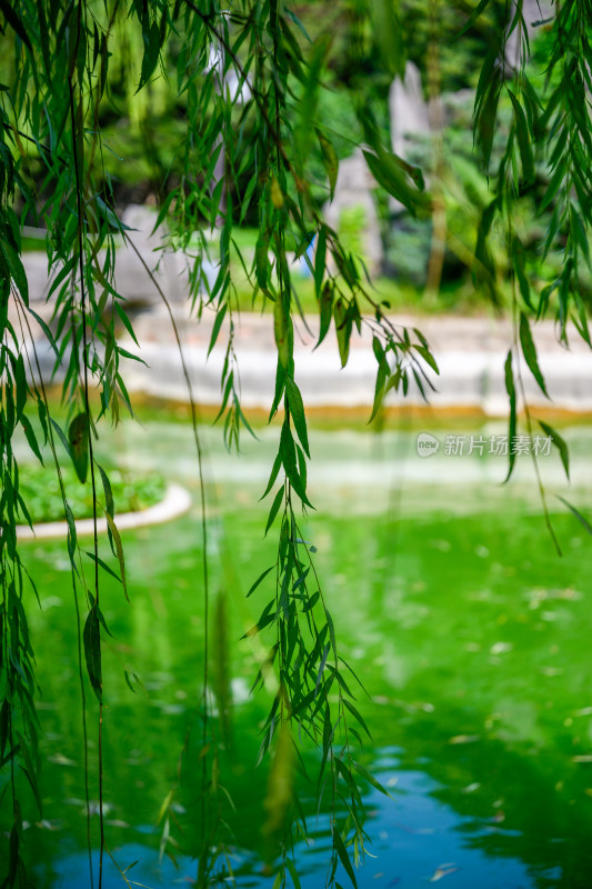 夏季公园池塘边的柳树与倒影