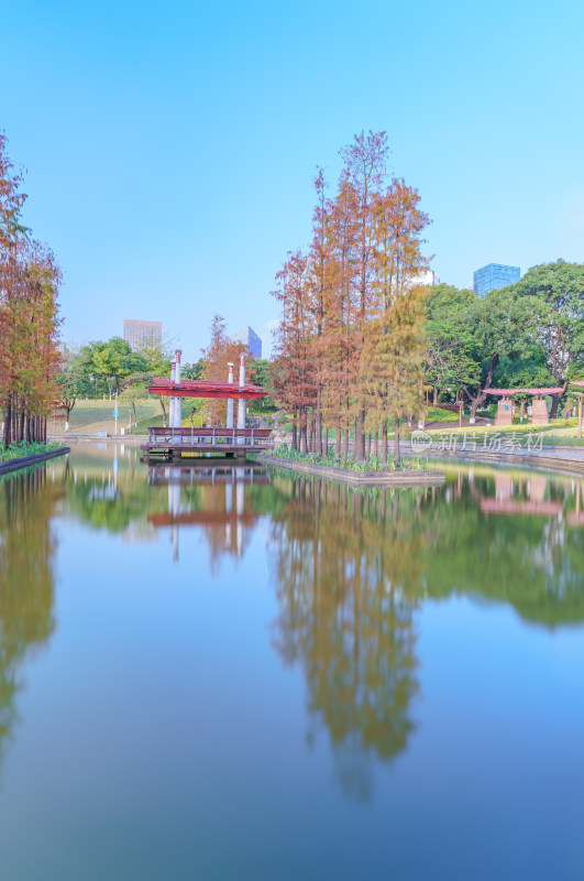 佛山千灯湖公园落羽杉红叶与城市湖泊风光