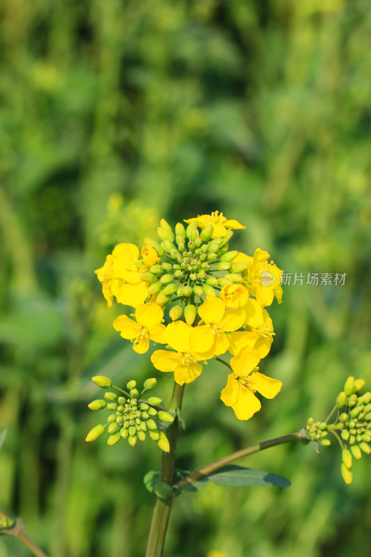 春天金黄的油菜花