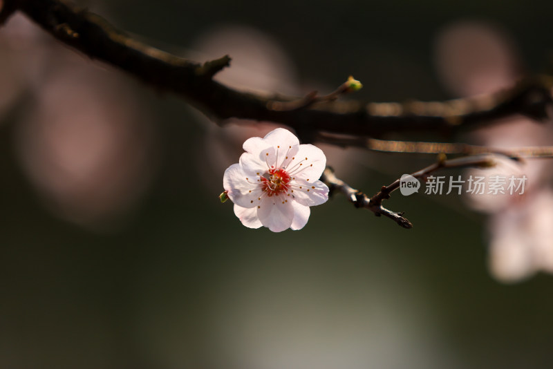 春天樱花盛开特写