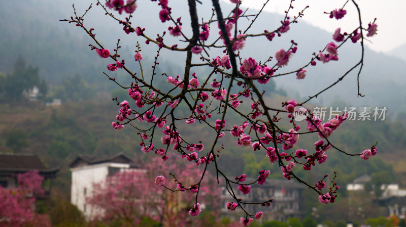 梅园腊梅花花卉花朵