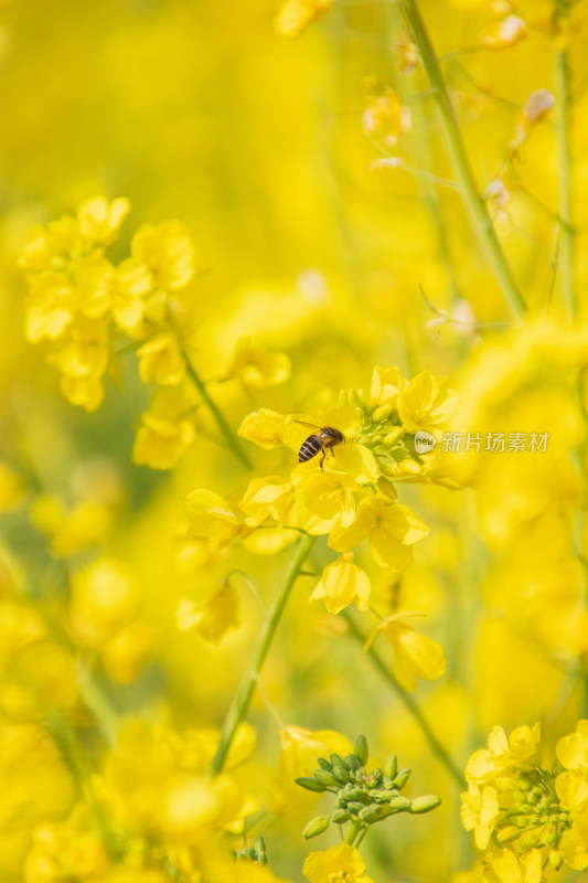 油菜花上采蜜蜜蜂特写镜头