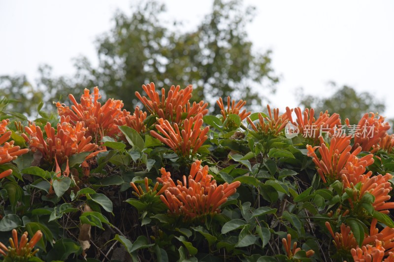 广东东莞：炮仗花正值花期