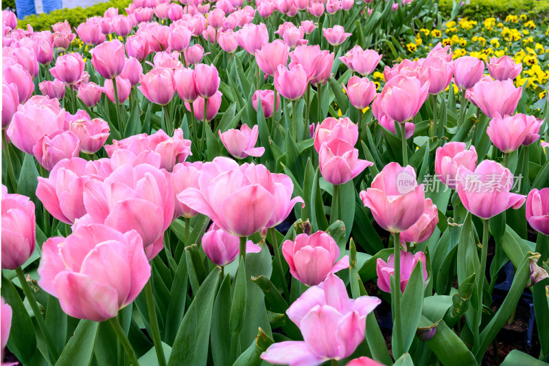 郁金香花卉景观