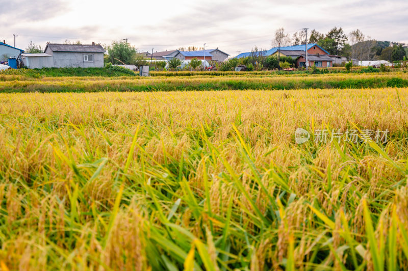 东北五常水稻基地