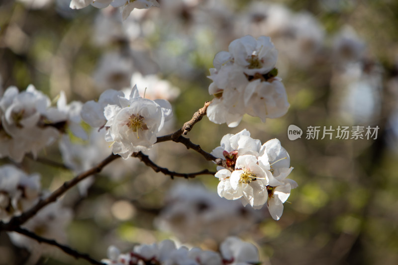 春天白色杏花枝头绽放