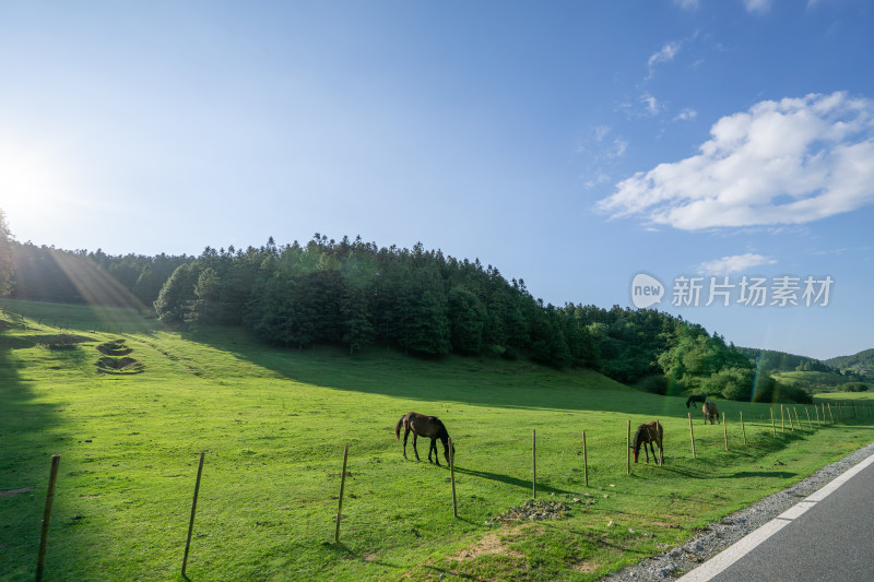 阳光下的绿野牧场