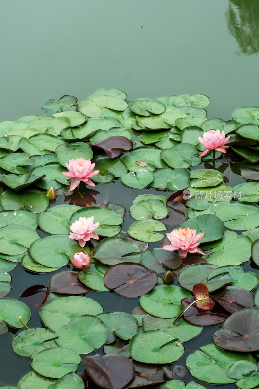 北京国家植物园睡莲