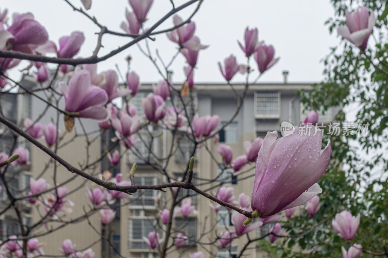 阴雨天紫色玉兰花特写