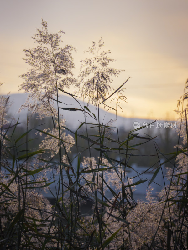 落日余晖下的芦苇