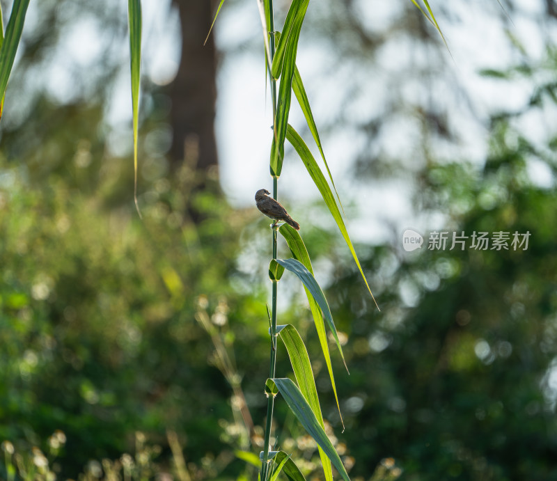 斑文鸟栖息在植物上的特写镜头