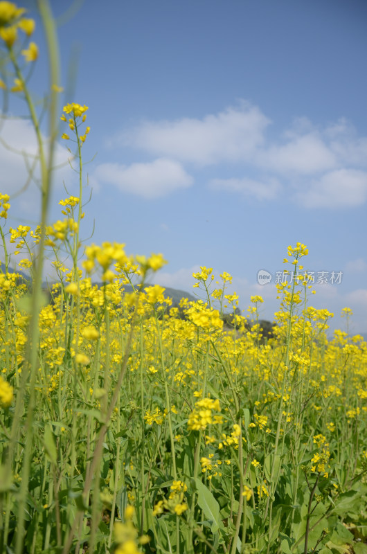 油菜花特写